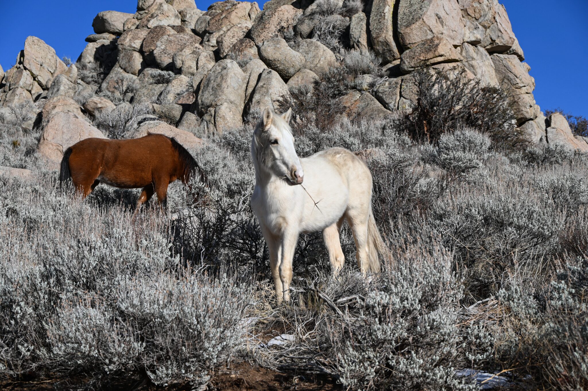 Young Horse Grazing Washoe Valley