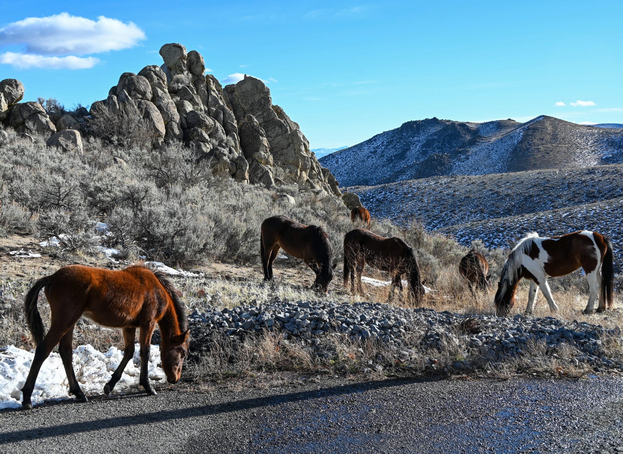 Washoe Valley Wild Horses