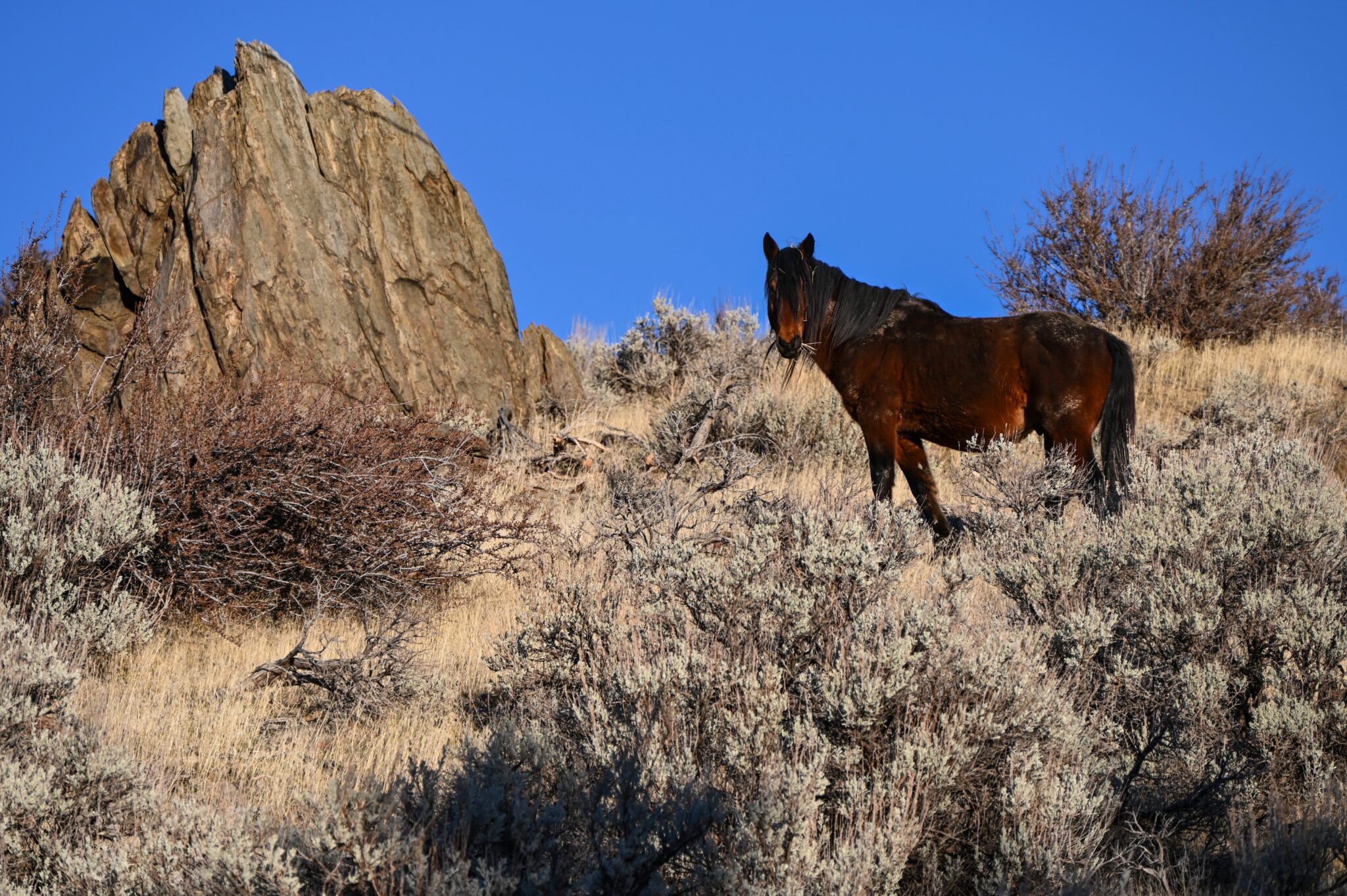 Horse on the Hill