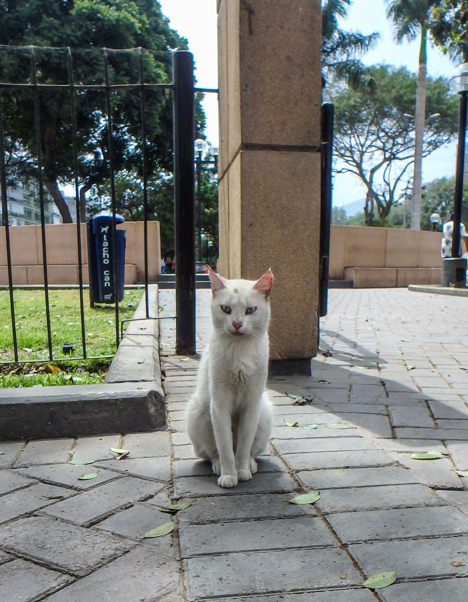 Lima Peru Cat Park