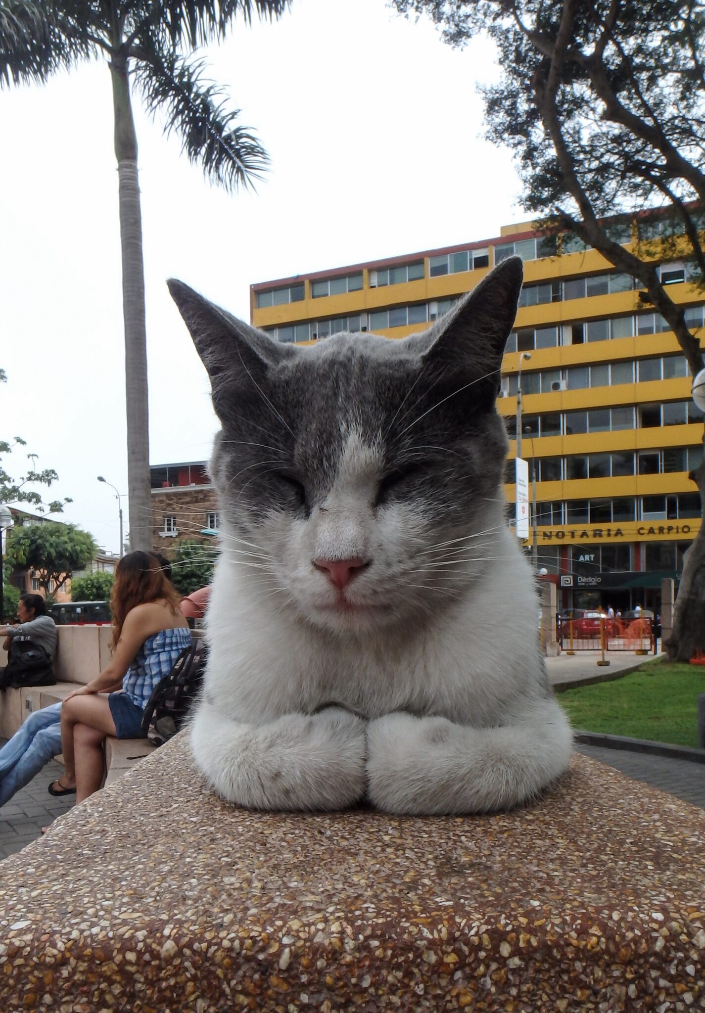 Lima Parque Kennedy Cat