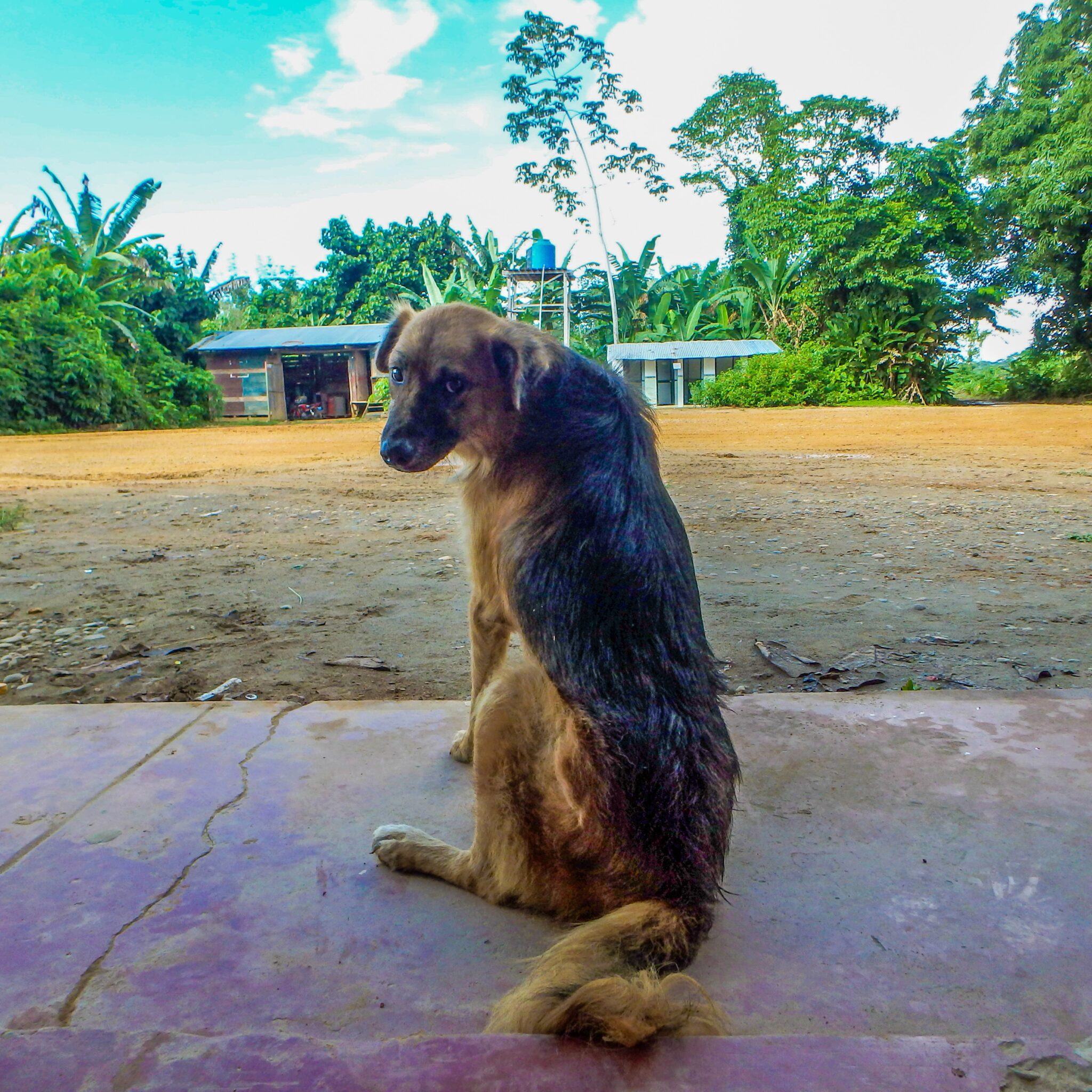 Dog Greets River Tourists