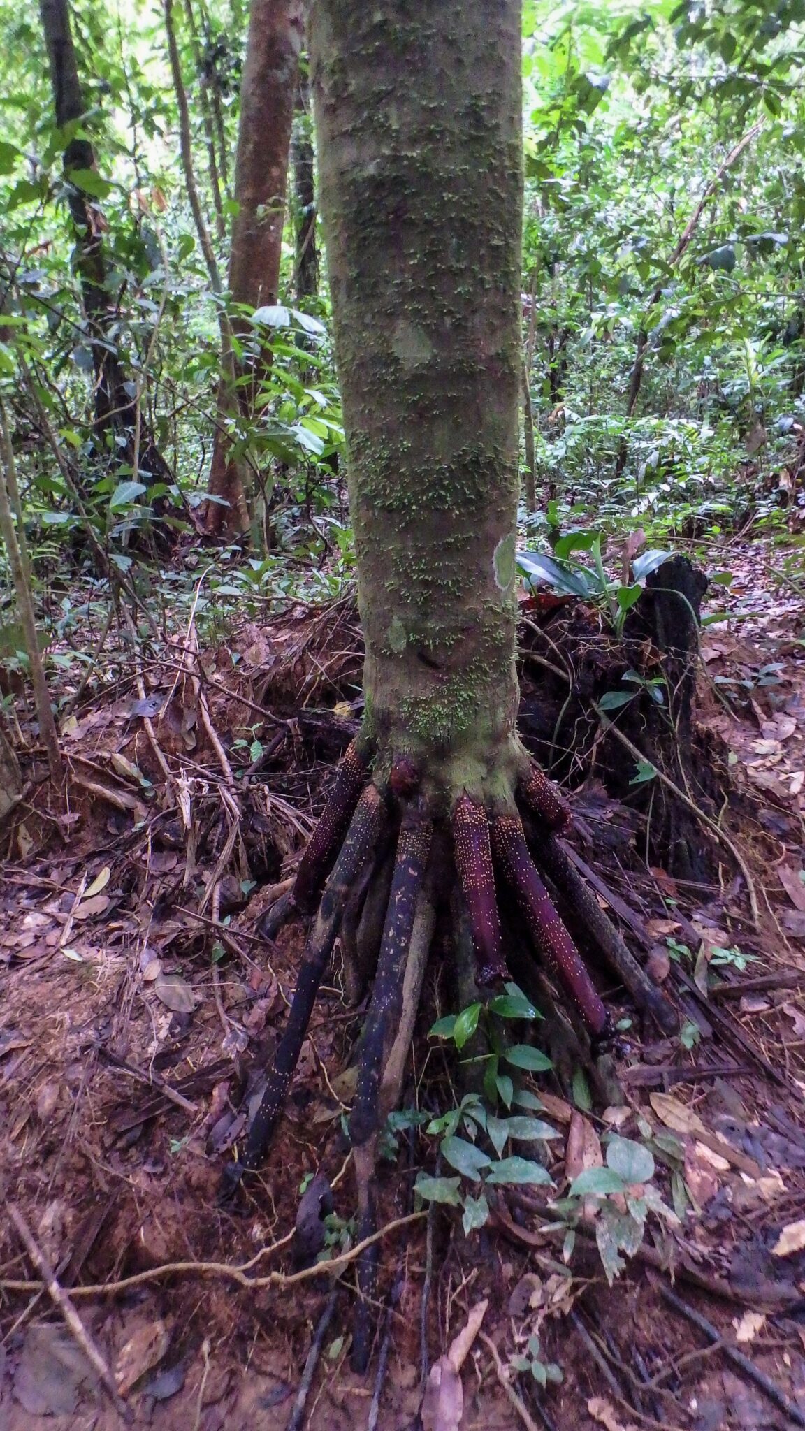 Walking Trees in the Rainforest