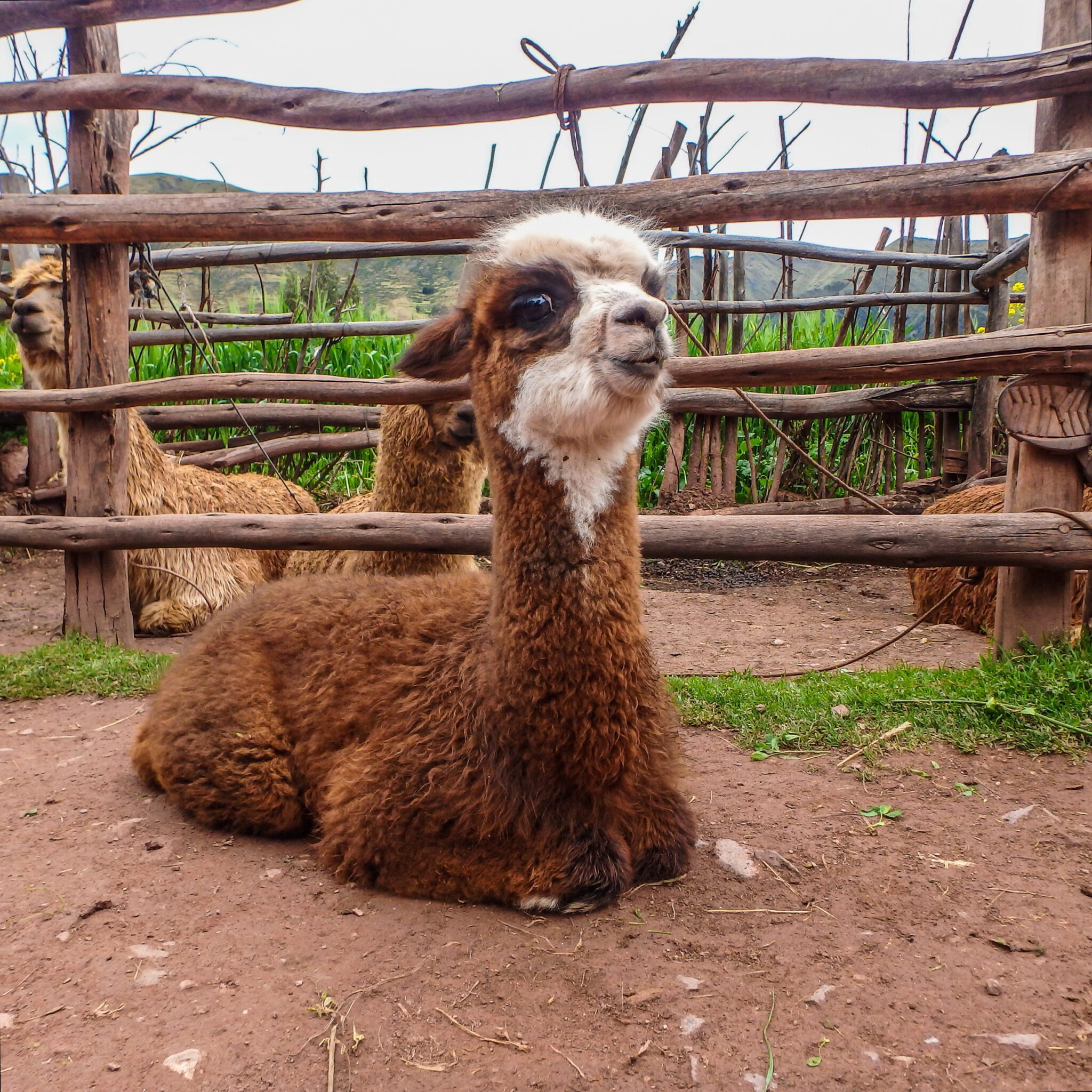 Little Fluffy Alpaca