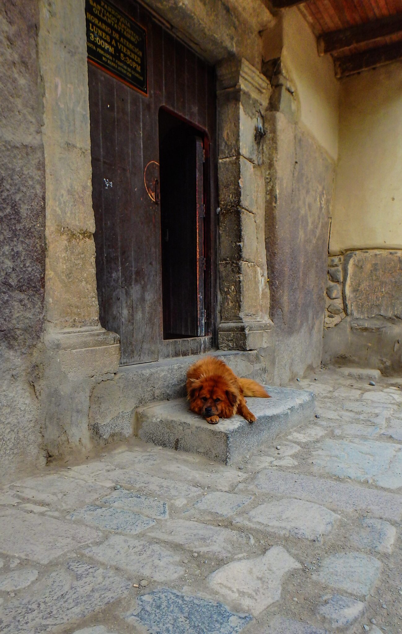 Red Dog on Cusco Doorstep