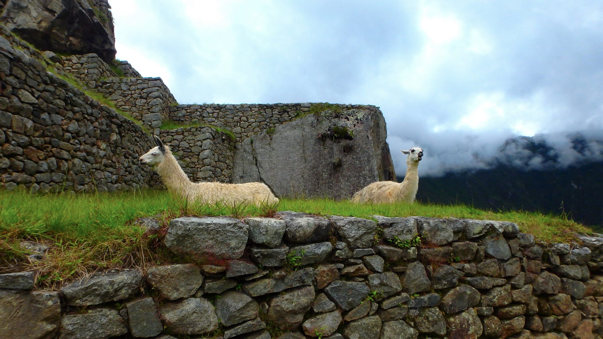 Twin Llamas at Machu Picchu