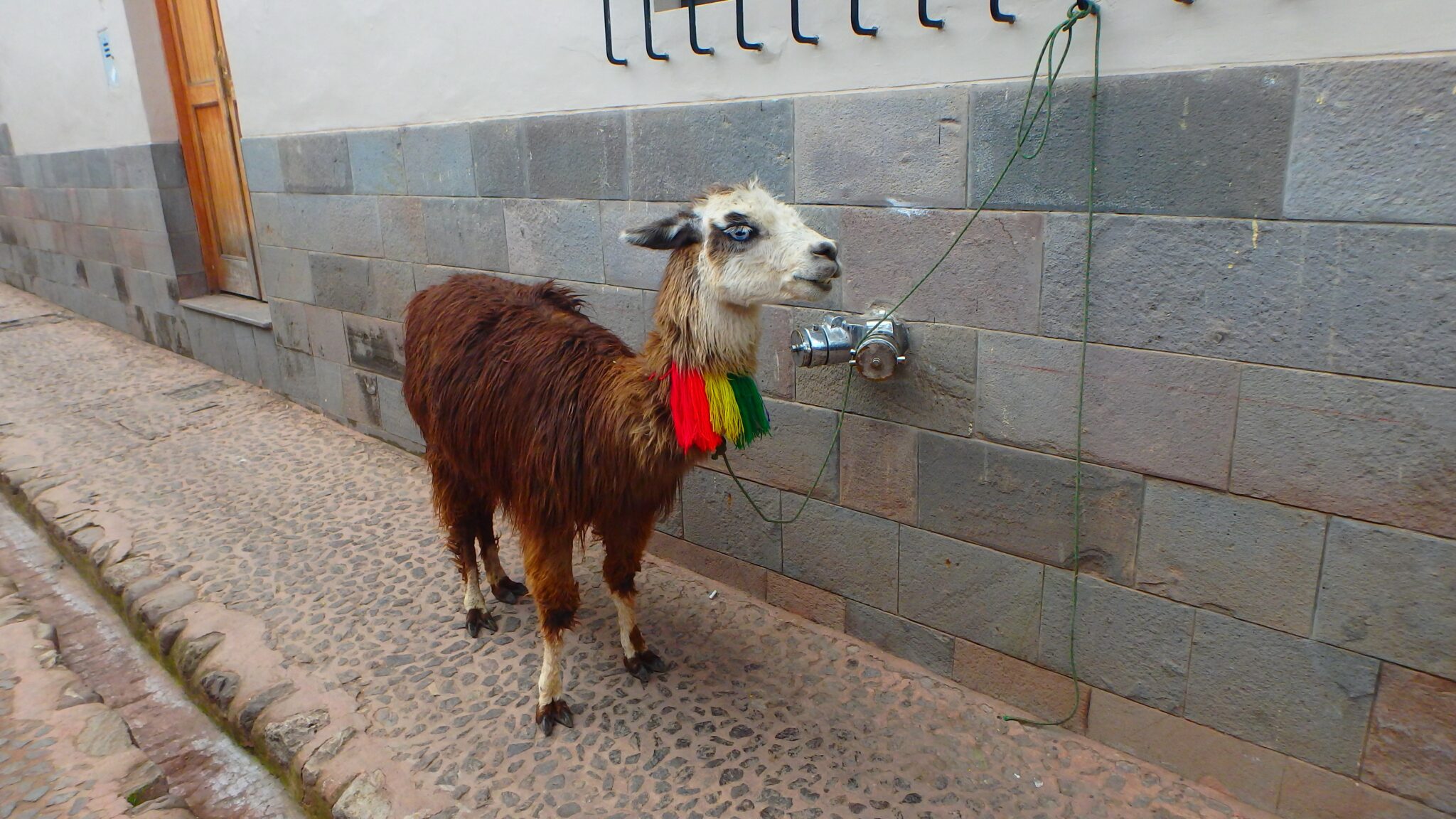 Cusco Peru Street Goat